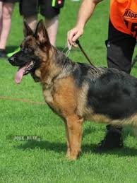 public/dog_images/931/1777076407.Raika di Casa Pellicani.jpg